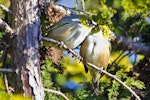 Silvereye | Tauhou. Courtship preening. Te Puke, August 2011. Image © Raewyn Adams by Raewyn Adams.