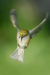 Silvereye | Tauhou. Adult flight. Dunedin, June 2008. Image © Craig McKenzie by Craig McKenzie.