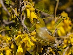 Silvereye | Tauhou. Adult feeding in kowhai. Lake Ohau, October 2012. Image © Albert Aanensen by Albert Aanensen.