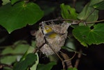 Silvereye | Tauhou. Bird incubating. Wellington, January 2007. Image © Peter Reese by Peter Reese.