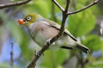 Silvereye | Tauhou. Adult eating a karamu berry. Karori Sanctuary / Zealandia, March 2013. Image © David Brooks by David Brooks.