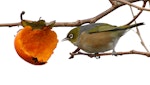 Silvereye | Tauhou. Adult feeding on persimmon. Wanganui, June 2012. Image © Ormond Torr by Ormond Torr.