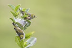 Silvereye | Tauhou. Adults foraging. Strakas Wildlife Refuge, February 2018. Image © Oscar Thomas by Oscar Thomas.