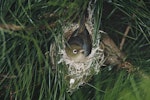 Silvereye | Tauhou. Adult on nest. Pukepuke Lagoon, Manawatu, January 1970. Image © Department of Conservation (image ref: 10045531) by John Kendrick, Department of Conservation.