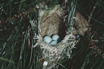 Silvereye | Tauhou. Nest containing 3 eggs. Pukepuke Lagoon, Manawatu, January 1970. Image © Department of Conservation (image ref: 10048172) by John Kendrick, Department of Conservation.