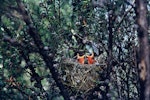 Silvereye | Tauhou. Chicks in nest. Mathiesons Bay, Northland, November 1969. Image © Department of Conservation (image ref: 10048173) by John Kendrick, Department of Conservation.