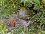 Silvereye | Tauhou. Adult feeding 2 chicks in nest. Sandy Bay, Whangarei, November 2011. Image © Malcolm Pullman by Malcolm Pullman.