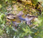 Silvereye | Tauhou. Adult sitting on nest containing three chicks. Sandy Bay, Whangarei, November 2011. Image © Malcolm Pullman by Malcolm Pullman.