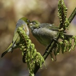 Silvereye | Tauhou. Adult (left) feeding fledgling. Upper Hutt, November 2014. Image © Toya Heatley by Toya Heatley.