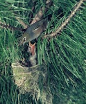 Silvereye | Tauhou. Adult at nest containing 2 chicks. December 1974. Image © Department of Conservation (image ref: 10028337) by L.J. Richards, Department of Conservation.