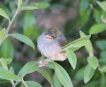 Silvereye | Tauhou. Fledgling. Miramar, February 2014. Image © Robert Hanbury-Sparrow by Robert Hanbury-Sparrow.