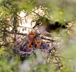 Silvereye | Tauhou. Adult feeding 3 chicks in nest. Sandy Bay, Whangarei, November 2011. Image © Malcolm Pullman by Malcolm Pullman.