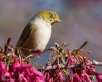 Silvereye | Tauhou. Presumed fledgling with unusually reduced eye-ring. Mount Eden, August 2015. Image © John and Melody Anderson, Wayfarer International Ltd by John and Melody Anderson.