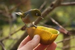 Silvereye | Tauhou. Coming to hand-held kiwifruit. Three Kings, Auckland, July 2010. Image © Eddie van Uden by Eddie van Uden.