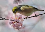 Silvereye | Tauhou. Adult taking nectar. Mission Heights, Auckland, August 2014. Image © Marie-Louise Myburgh by Marie-Louise Myburgh.