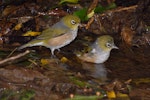 Silvereye | Tauhou. Pair bathing. Wellington, December 2007. Image © Peter Reese by Peter Reese.