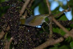 Silvereye | Tauhou. Adult feeding on pate berries. Wellington, June 2009. Image © Peter Reese by Peter Reese.