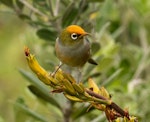 Silvereye | Tauhou. Adult with flax pollen on forehead. Matakohe / Limestone Island, Whangarei, October 2021. Image © Wanderwild Photography NZ by Michelle Martin.