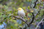 Silvereye | Tauhou. Leucistic adult. Kelburn, Wellington, April 2020. Image © Holly Neill by Holly Neill.