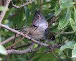 Silvereye | Tauhou. Adult showing pale underwing. near Peka Peka Beach, January 2016. Image © Robert Hanbury-Sparrow by Robert Hanbury-Sparrow.