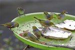 Silvereye | Tauhou. Flock feeding on bird table. St Albans, Christchurch, January 2014. Image © Steve Attwood by Steve Attwood.