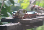 Silvereye | Tauhou. Adult with abnormally long beak. Bluff Hill, Napier, January 2019. Image © Stuart Hall by Stuart Hall.