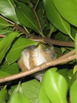 Silvereye | Tauhou. Roosting at night. Little Barrier Island, June 2013. Image © Alan Tennyson by Alan Tennyson.