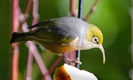 Silvereye | Tauhou. Adult with abnormally long beak. Atawhai, Nelson, June 2020. Image © Paul Griffiths by Paul Griffiths.