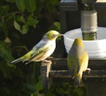 Silvereye | Tauhou. Aberrant adult. Lake Hawea, June 2018. Image © Mandy Hardy by Mandy Hardy.