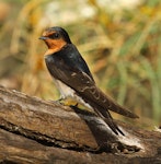 Welcome swallow | Warou. Adult. Wanganui, December 2010. Image © Ormond Torr by Ormond Torr.