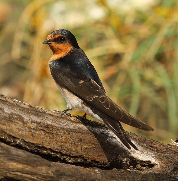 Welcome swallow | Warou. Adult. Wanganui, December 2010. Image © Ormond Torr by Ormond Torr.