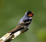 Welcome swallow | Warou. Adult. Wanganui, December 2011. Image © Ormond Torr by Ormond Torr.