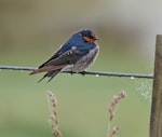 Welcome swallow | Warou. Adult drying its feathers after rain. Potts Rd, near Whitford, April 2016. Image © Marie-Louise Myburgh by Marie-Louise Myburgh.