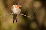 Welcome swallow | Warou. Adult. Dunedin, September 2012. Image © Craig McKenzie by Craig McKenzie.