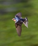 Welcome swallow | Warou. Dorsal view of adult in flight showing fanned tail. Palmerston North, November 2012. Image © Phil Battley by Phil Battley.