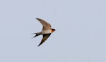 Welcome swallow | Warou. Adult in flight. Wanganui, June 2008. Image © Ormond Torr by Ormond Torr.