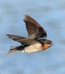 Welcome swallow | Warou. Adult in flight. Whakapuaka ponds, Nelson, June 2016. Image © Rob Lynch by Rob Lynch.