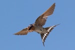 Welcome swallow | Warou. Adult in flight. Tasman district, November 2018. Image © Rob Lynch by Rob Lynch.