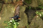 Welcome swallow | Warou. Adult in flight showing primaries. Auckland, January 2010. Image © Eugene Polkan by Eugene Polkan.