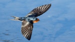 Welcome swallow | Warou. Adult in flight. Waikanae, June 2017. Image © Roger Smith by Roger Smith.