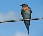 Welcome swallow | Warou. Front view showing folded tail streamers. Lower Hutt, December 2011. Image © John Flux by John Flux.