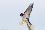 Welcome swallow | Warou. Adult with wings raised. Lake Rotoaira, August 2012. Image © Neil Fitzgerald by Neil Fitzgerald.