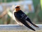 Welcome swallow | Warou. Adult showing folded wings. Ruawai, September 2012. Image © Thomas Musson by Thomas Musson.