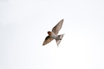 Welcome swallow | Warou. Adult in flight. Sulphur Point, Lake Rotorua, September 2013. Image © Edin Whitehead by Edin Whitehead.