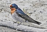 Welcome swallow | Warou. Adult showing feather details. Te Awanga, August 2011. Image © Dick Porter by Dick Porter.