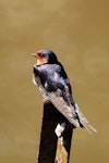 Welcome swallow | Warou. Adult female. Tiritiri Matangi Island, November 2008. Image © Peter Reese by Peter Reese.