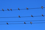 Welcome swallow | Warou. Flock roosting on power lines. Canterbury, February 2008. Image © Peter Reese by Peter Reese.