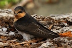 Welcome swallow | Warou. Immature. Wanganui, December 2010. Image © Ormond Torr by Ormond Torr.