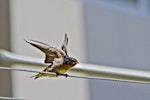 Welcome swallow | Warou. Juvenile signalling to parent arriving with food.. Tauranga, December 2011. Image © Raewyn Adams by Raewyn Adams.