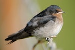 Welcome swallow | Warou. Juvenile in profile. Otago Peninsula, December 2006. Image © Craig McKenzie by Craig McKenzie.